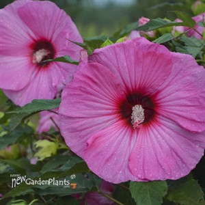 Hibiscus 'Candy Crush' SUMMERIFIC Collection