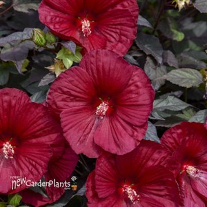 'Holy Grail' Hibiscus SUMMERIFIC® Collection