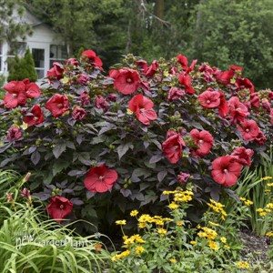 'Holy Grail' Hibiscus SUMMERIFIC® Collection