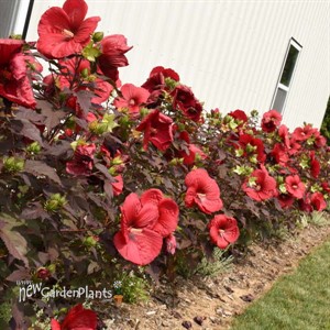 'Holy Grail' Hibiscus SUMMERIFIC® Collection