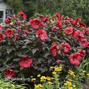 'Holy Grail' Hibiscus SUMMERIFIC® Collection