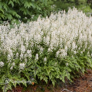 Tiarella 'Cutting Edge'