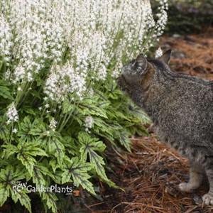 Tiarella 'Cutting Edge'