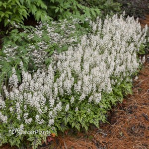 Tiarella 'Cutting Edge'