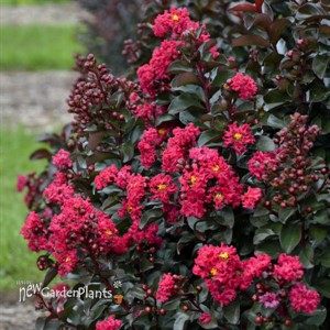 'Cherry Mocha' Lagerstroemia 