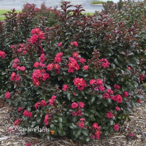 'Cherry Mocha' Lagerstroemia 
