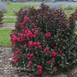 'Cherry Mocha' Lagerstroemia 