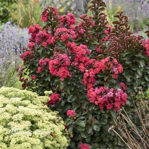 'Cherry Mocha' Lagerstroemia 