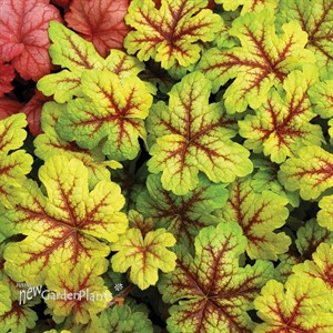 ‘Alabama Sunrise’ Heucherella