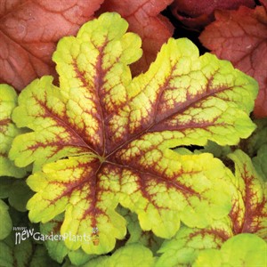 ‘Alabama Sunrise’ Heucherella
