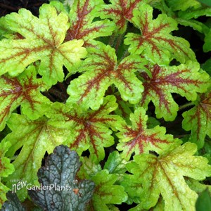 ‘Alabama Sunrise’ Heucherella