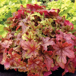 ‘Alabama Sunrise’ Heucherella