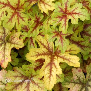 ‘Alabama Sunrise’ Heucherella