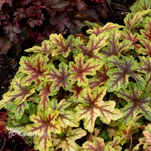 ‘Alabama Sunrise’ Heucherella