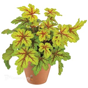 ‘Alabama Sunrise’ Heucherella