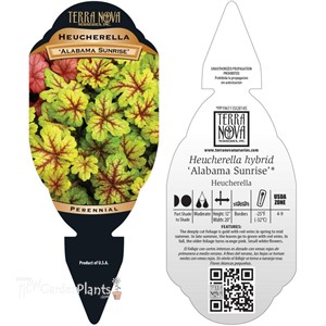 ‘Alabama Sunrise’ Heucherella
