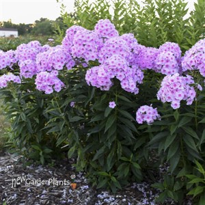 Phlox paniculata 'Opalescence' LUMINARY™ Collection
