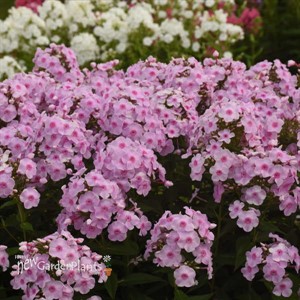 Phlox paniculata 'Opalescence' LUMINARY™ Collection
