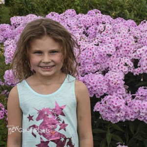 Phlox paniculata 'Opalescence' LUMINARY™ Collection