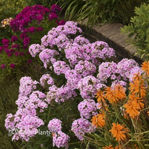 Phlox paniculata 'Opalescence' LUMINARY™ Collection