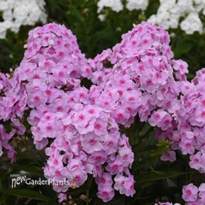 Phlox paniculata 'Opalescence' LUMINARY™ Collection