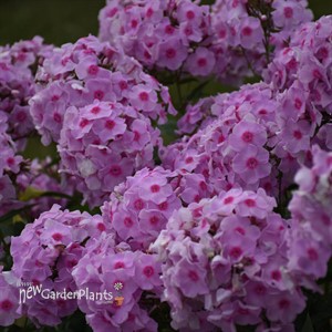 Phlox paniculata 'Opalescence' LUMINARY™ Collection