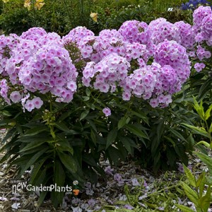 Phlox paniculata 'Opalescence' LUMINARY™ Collection
