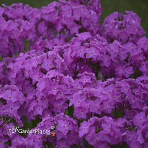 Phlox 'Opening Act Ultrapink' Opening Act Series