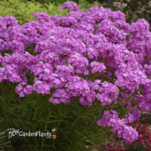 Phlox 'Opening Act Ultrapink' Opening Act Series