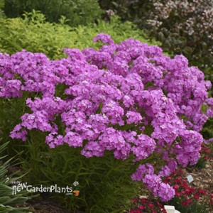 Phlox 'Opening Act Ultrapink' Opening Act Series