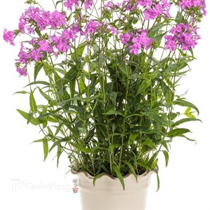 Phlox 'Opening Act Ultrapink' Opening Act Series