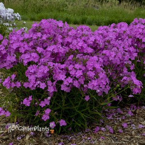 Phlox 'Opening Act Ultrapink' Opening Act Series