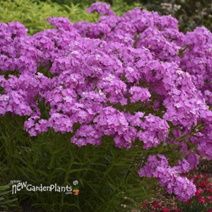 Phlox 'Opening Act Ultrapink' Opening Act Series