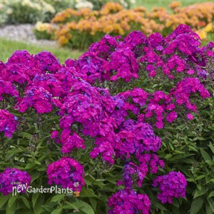 Phlox p. 'Ultraviolet' LUMINARY™ Collection