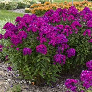 Phlox p. 'Ultraviolet' LUMINARY™ Collection
