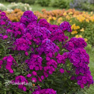 Phlox p. 'Ultraviolet' LUMINARY™ Collection