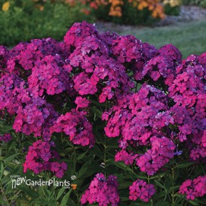 Phlox p. 'Ultraviolet' LUMINARY™ Collection