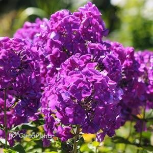 Phlox p. Top Shelf Purple Kiss