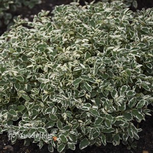 'Little Angel' Sanguisorba officinalis var. microcephala