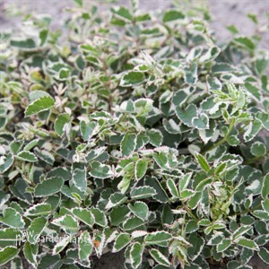 'Little Angel' Sanguisorba officinalis var. microcephala