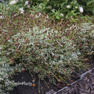 'Little Angel' Sanguisorba officinalis var. microcephala