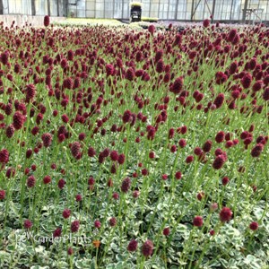 'Little Angel' Sanguisorba officinalis var. microcephala