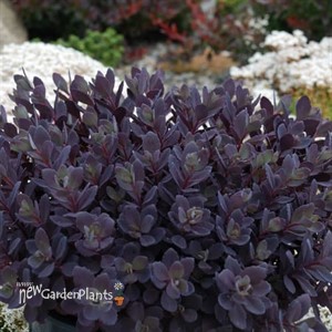 SUNSPARKLER 'Plum Dazzled' Stonecrop Sedum