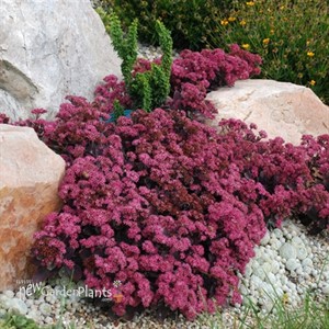 SUNSPARKLER 'Plum Dazzled' Stonecrop Sedum