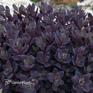 SUNSPARKLER 'Plum Dazzled' Stonecrop Sedum