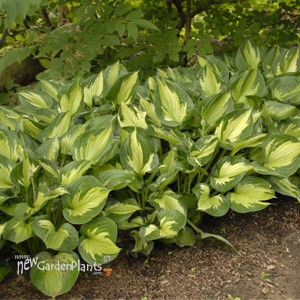 'Whirlwind' Hosta