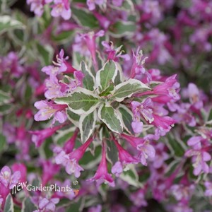 'MY MONET PURPLE EFFECT' Weigela