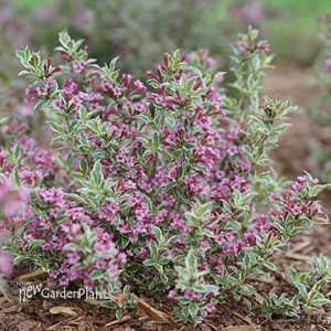 'MY MONET PURPLE EFFECT' Weigela
