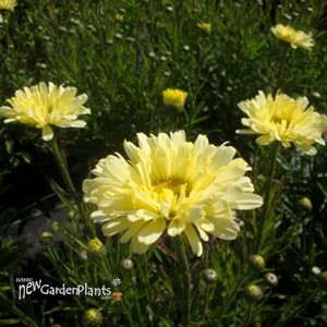 'Real Dream' Shasta daisy