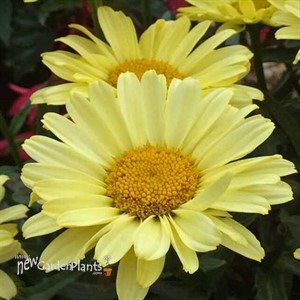 Real Sunbeam Shasta Daisy
